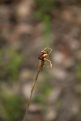 Caladenia lobata