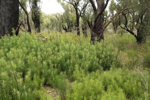 Emu berry (Podocarpus drouynianus)