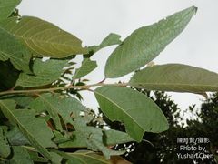 Alniphyllum pterospermum