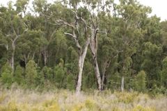 Eucalyptus marginata