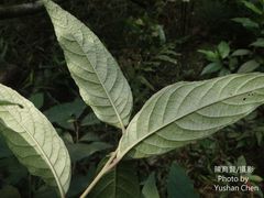 Alniphyllum pterospermum