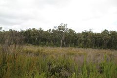 Eucalyptus marginata