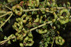 Acacia pravifolia