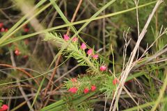 Boronia molloyae
