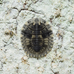Discolomatidae