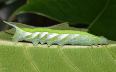 Temnora marginata
