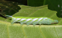 Temnora marginata