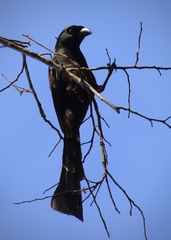 Crypsirina temia