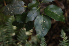 Cryptocarya foveolata