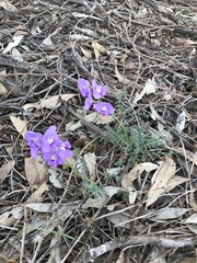 Swainsona procumbens