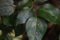 Cryptocarya foveolata