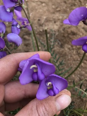 Swainsona procumbens