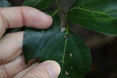 Cryptocarya foveolata