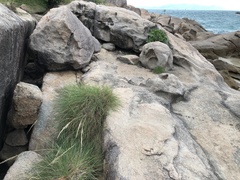 Triodia stenostachya