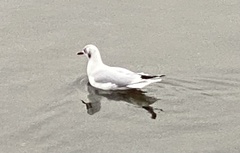 Chroicocephalus ridibundus