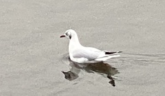 Chroicocephalus ridibundus