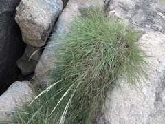 Triodia stenostachya