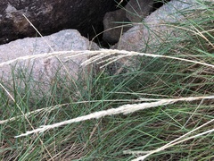 Triodia stenostachya