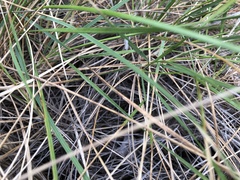 Triodia stenostachya