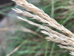 Triodia stenostachya