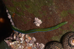 Eulalia clavigera