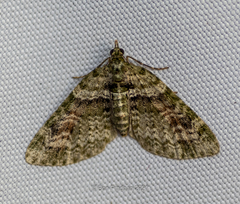 Chloroclystis rubroviridis