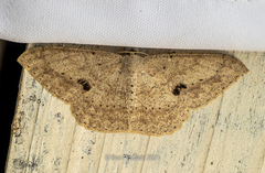 Luxiaria mitorrhaphes