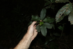 Quintinia sieberi