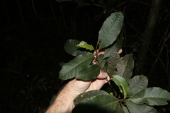 Quintinia sieberi