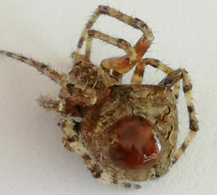 Varroa