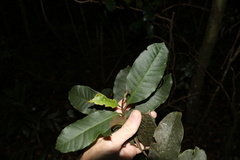 Quintinia sieberi