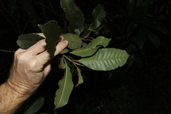 Quintinia sieberi