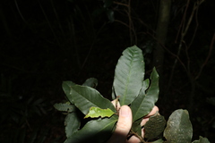 Quintinia sieberi