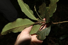 Quintinia sieberi