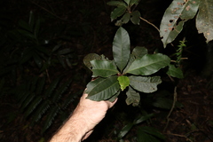 Quintinia sieberi
