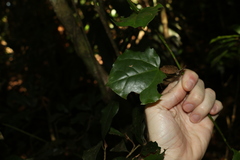 Streptothamnus moorei