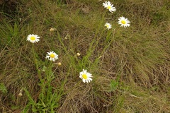 Brachyscome diversifolia