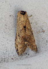 Stictopterinae