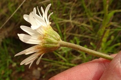 Brachyscome diversifolia