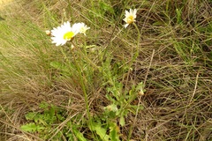 Brachyscome diversifolia