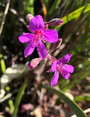 Pelargonium rodneyanum