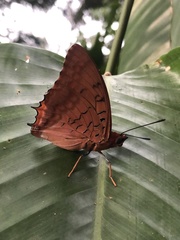 Charaxes lucretius intermedius