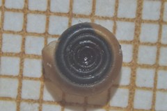 Bathyomphalus contortus
