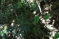 Streptothamnus moorei