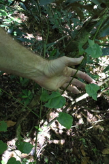 Streptothamnus moorei