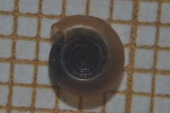 Bathyomphalus contortus