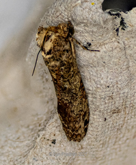 Noctuoidea