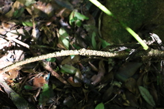 Streptothamnus moorei