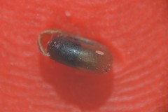 Bathyomphalus contortus