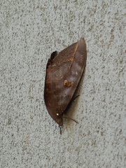 Phyllodes consobrina